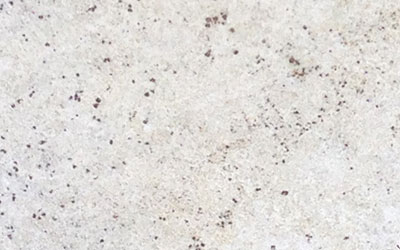 Colonia White